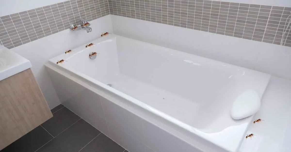 How to Get Rid of Ants in Bathtub Faucet?