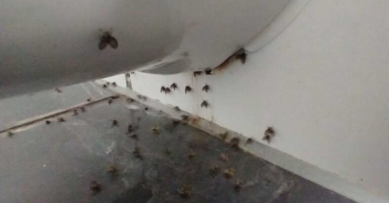 How to Get Rid of Small Moths in Bathroom? - How Bathroom