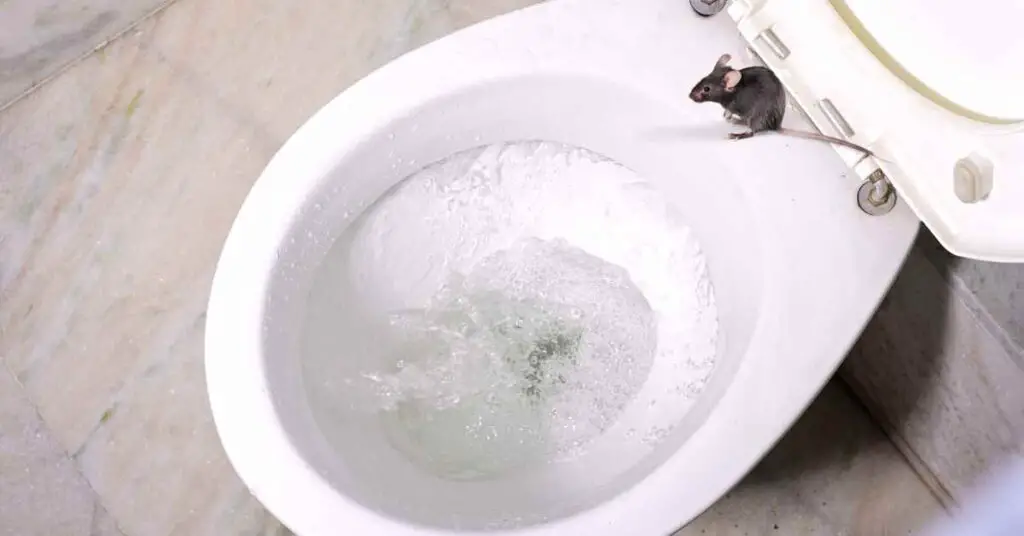 What To Do If a Rat Comes Up Your Toilet? (Explained)