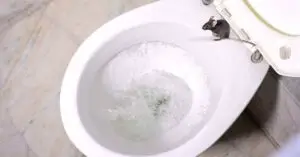 What To Do If a Rat Comes Up Your Toilet?
