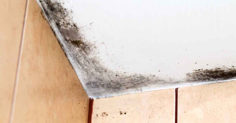 What Causes Mold on Bathroom Ceiling? (Solutions Included)