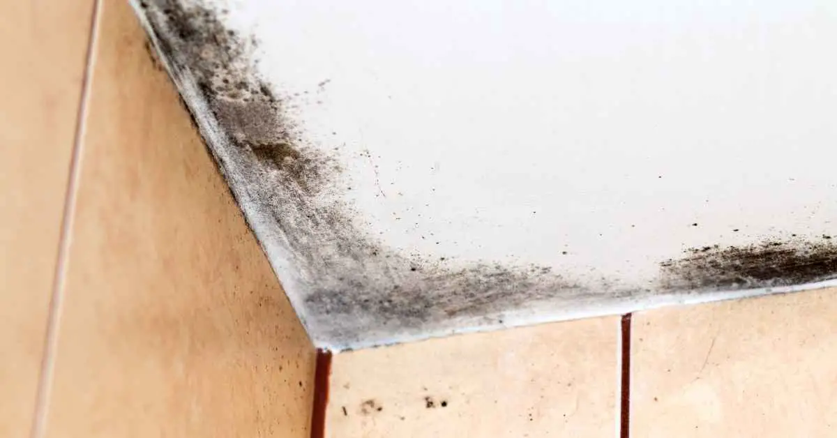 What Causes Mold on Bathroom Ceiling?