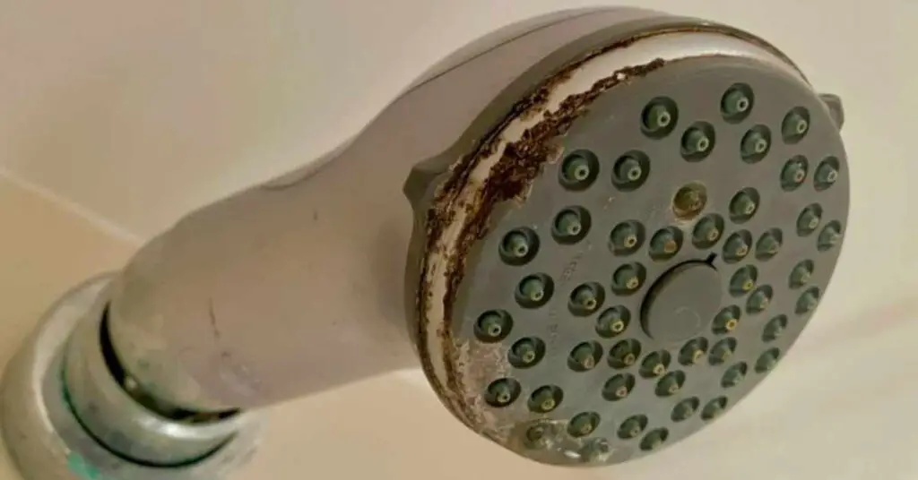 Why Is My Shower Head Black? (Causes & Solutions)