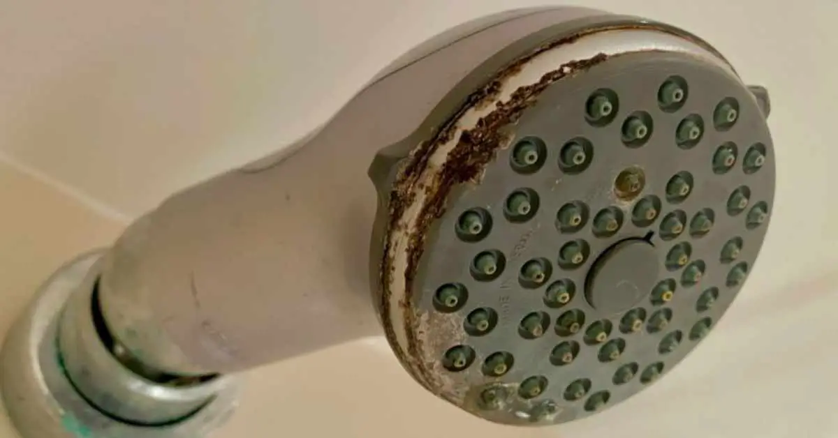 Why Is My Shower Head Black?